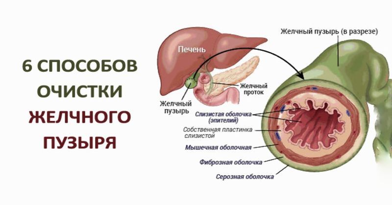 Очистка печени и желчевыводящих путей у женщин препараты схема