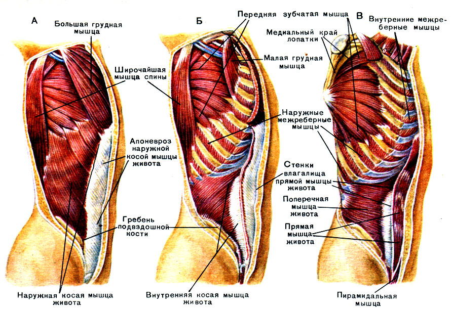 Мышцы пресса картинки