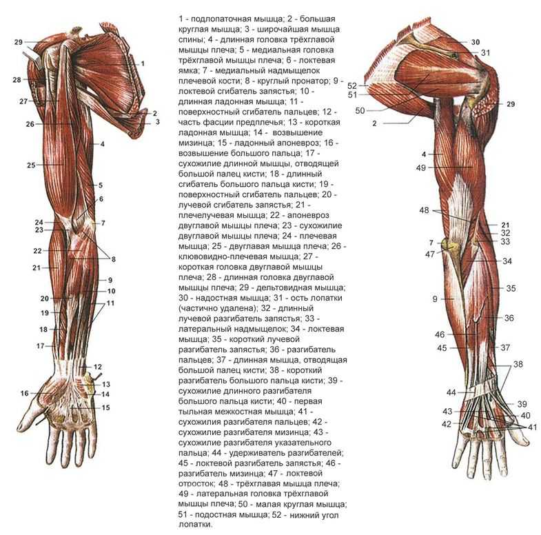 Руки человека рассказ. Мышцы верхней конечности анатомия строение. Мышцы свободной верхней конечности анатомия строение. Мышцы верхней конечности вид спереди рисунок. Мышцы верхиних конечностей вид с переди.