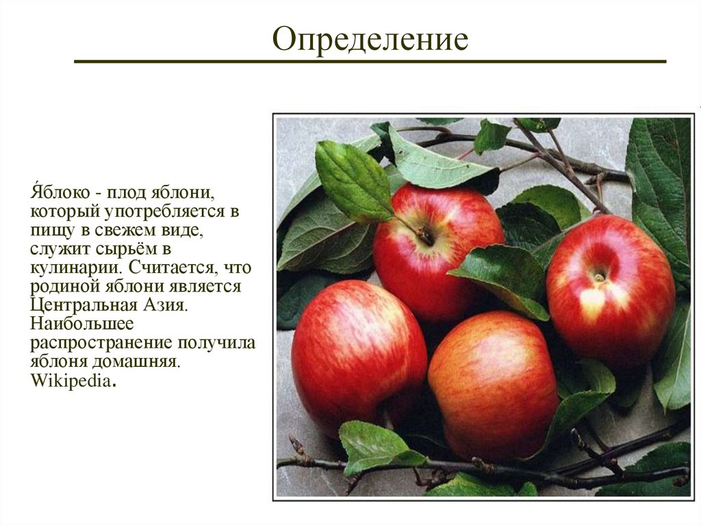Яблоня относится к растениям. Плод яблони. Способ распространения плодов яблока. Способ распространения плодов яблони. Способ распространения семян яблока.