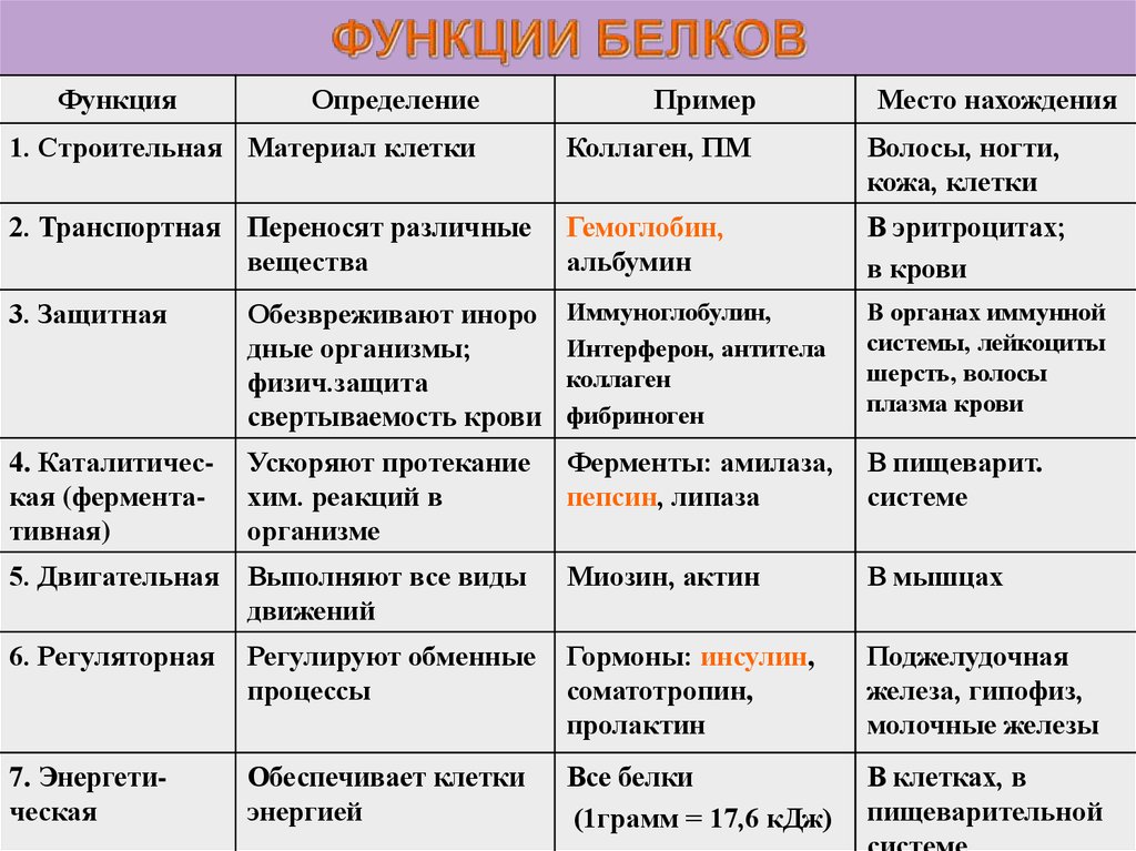 Составьте схему функции белков в клетке