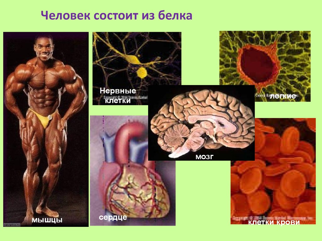 Белки в жизни человека презентация