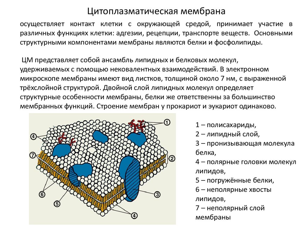 Какие процессы изображены на рисунках а и б назовите структуру клетки участвующую в этих процессах