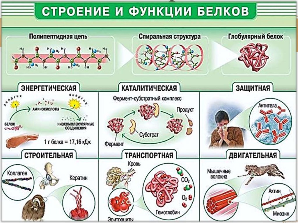 Схематическая диаграмма о биологической роли белков