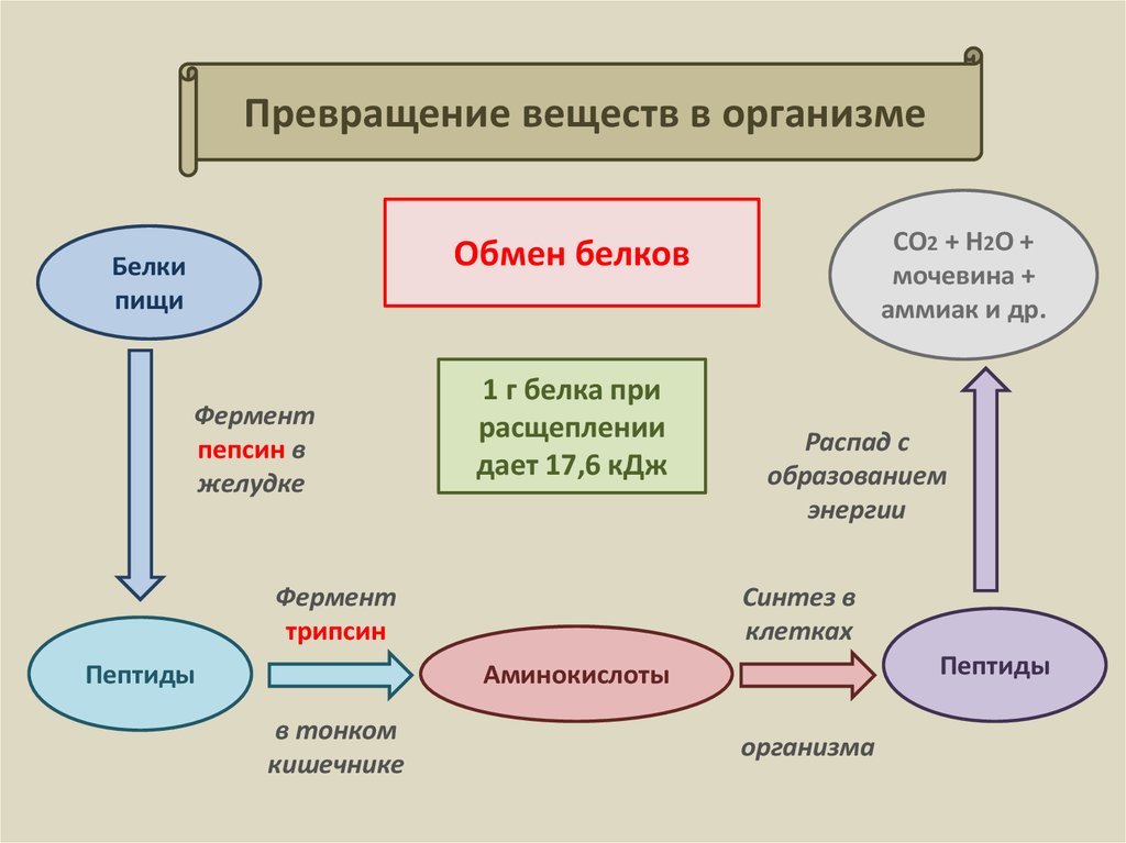 Три обмена веществ