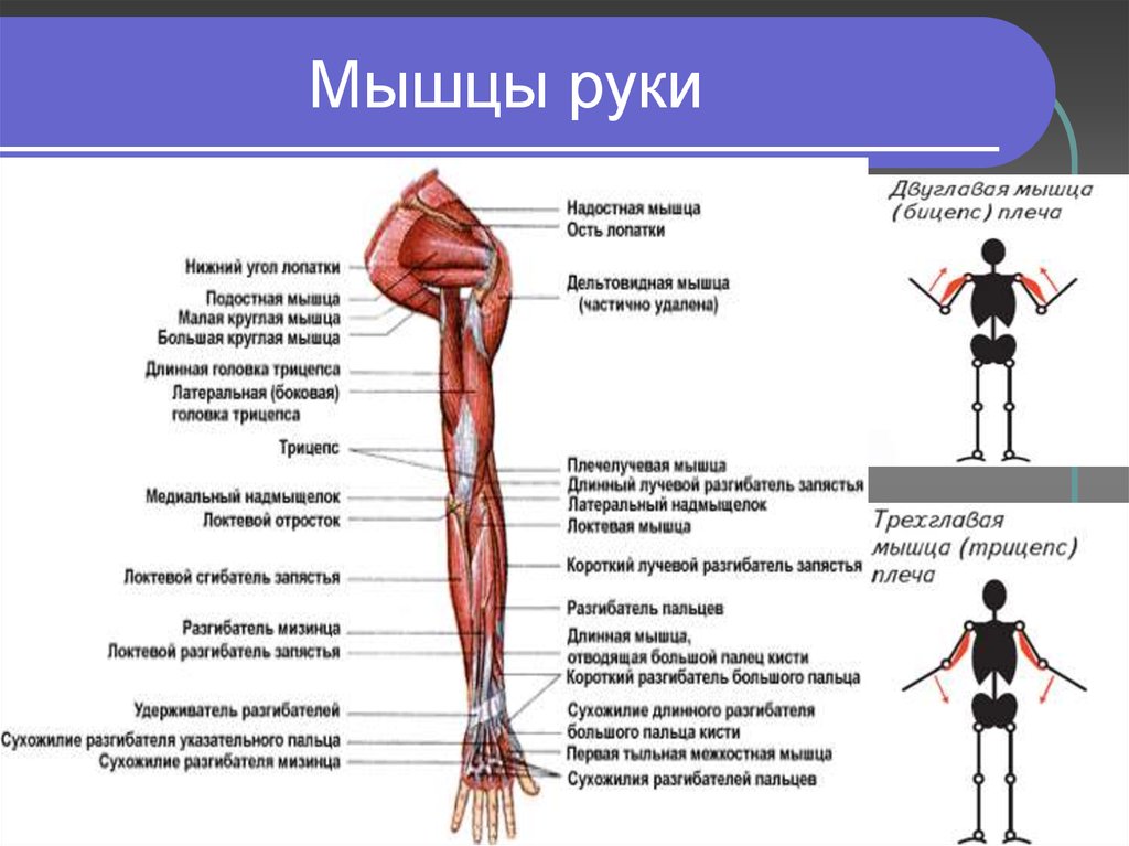 Мышцы руки схема с названиями