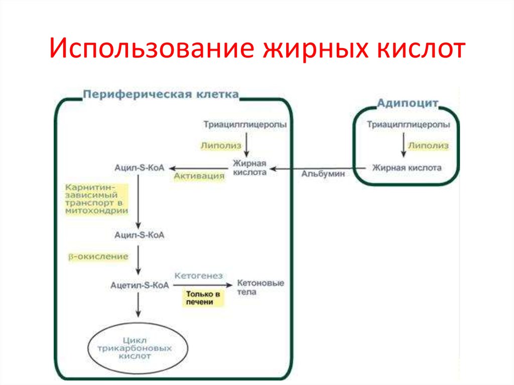 Схема путей использования жиров в организме