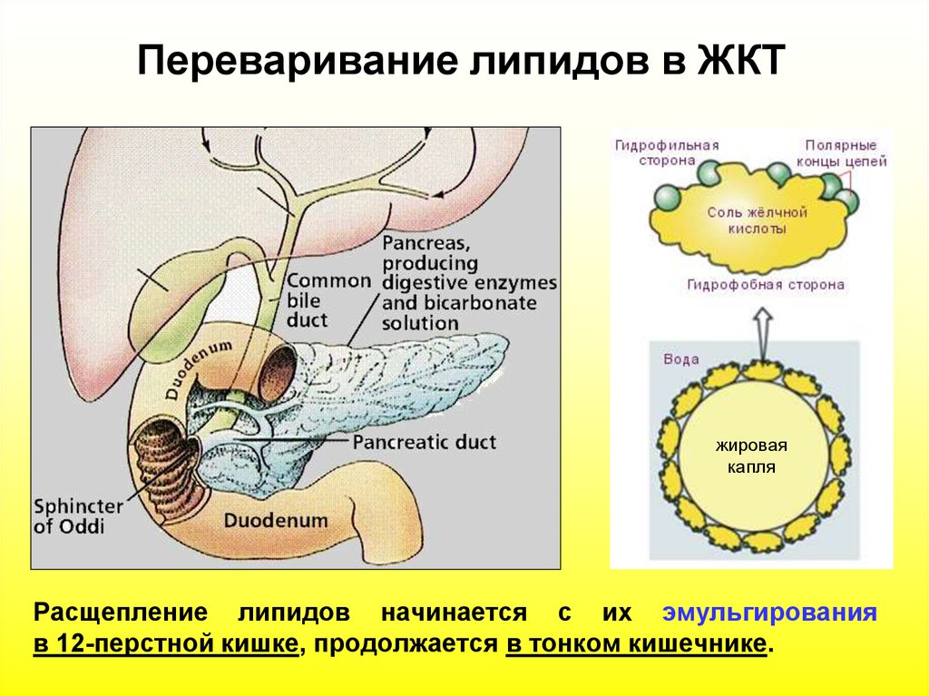 Расщепление жиров схема