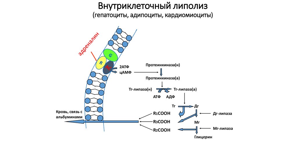 Липолиз биохимия схема