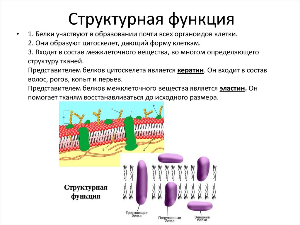 Функция белков в организме презентация