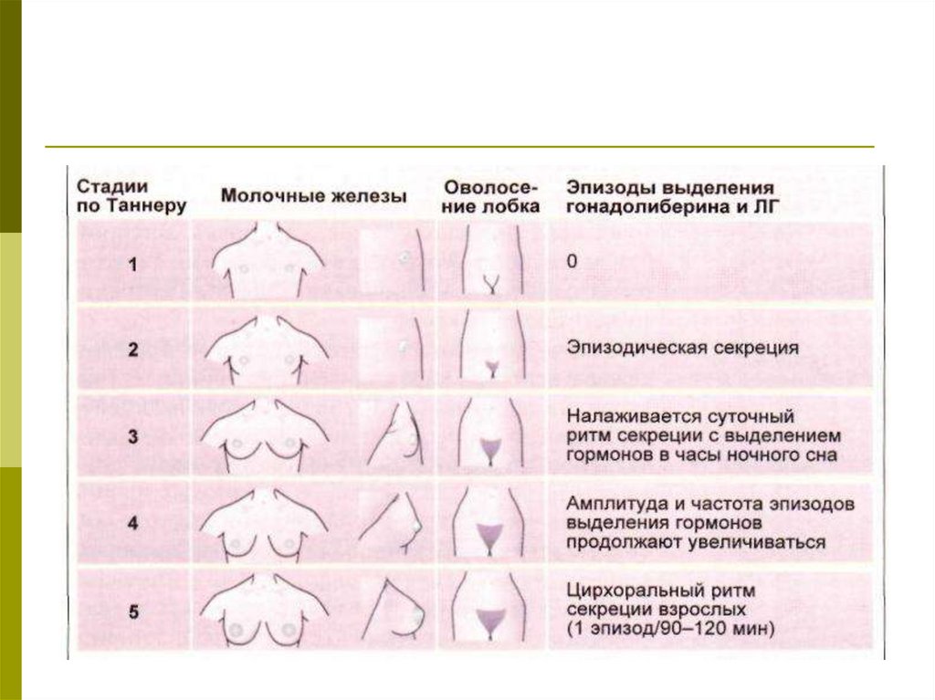 Как определить беременность по груди фото