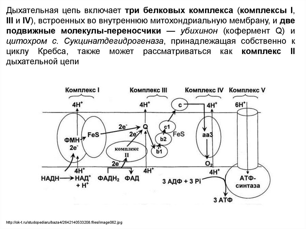 Электронно транспортная цепь схема