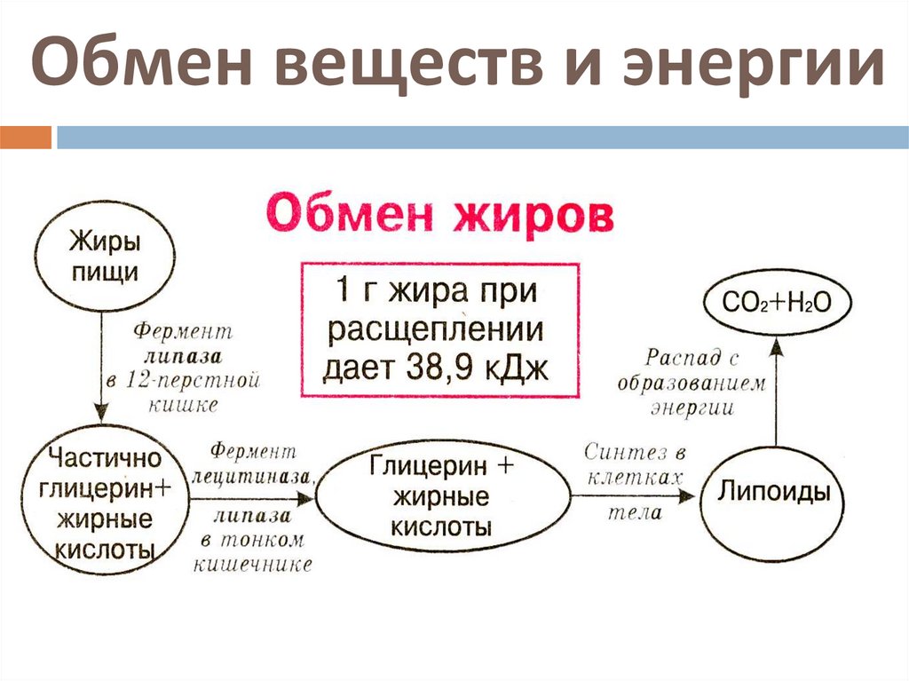 Общая схема обмена веществ