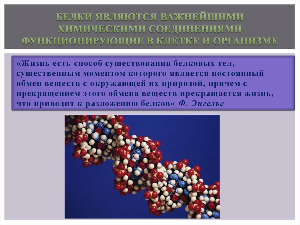 Презентация на тему белки по биологии 10 класс