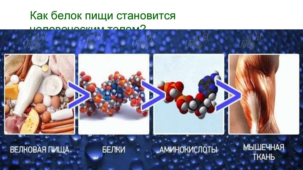 Белки в организме презентация