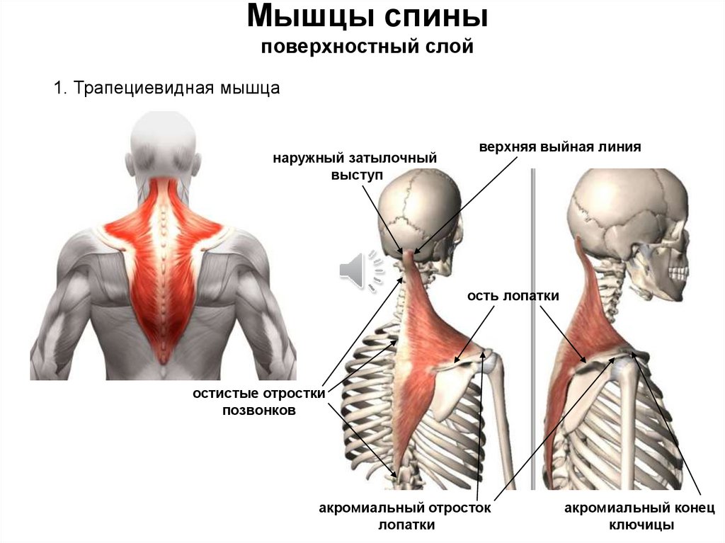 Большая и малая ромбовидная мышца