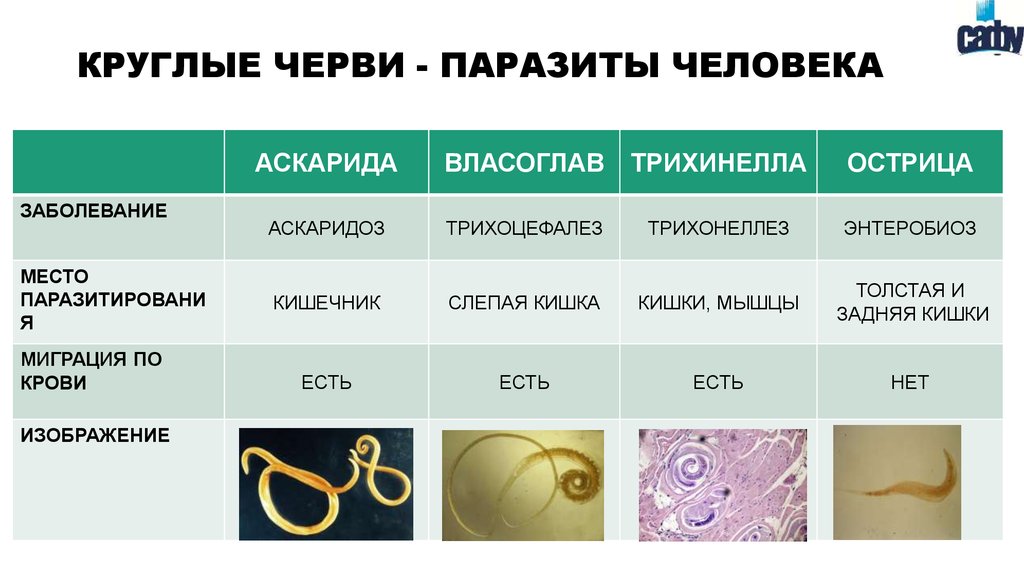 Гельминты паразиты человека и животных схема