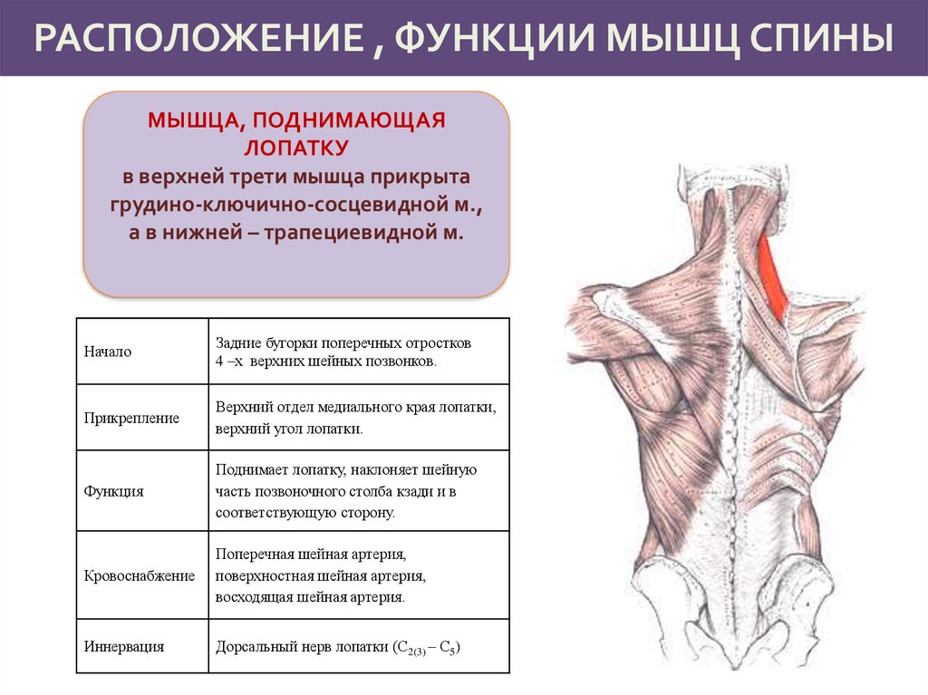 Ромбовидная мышца