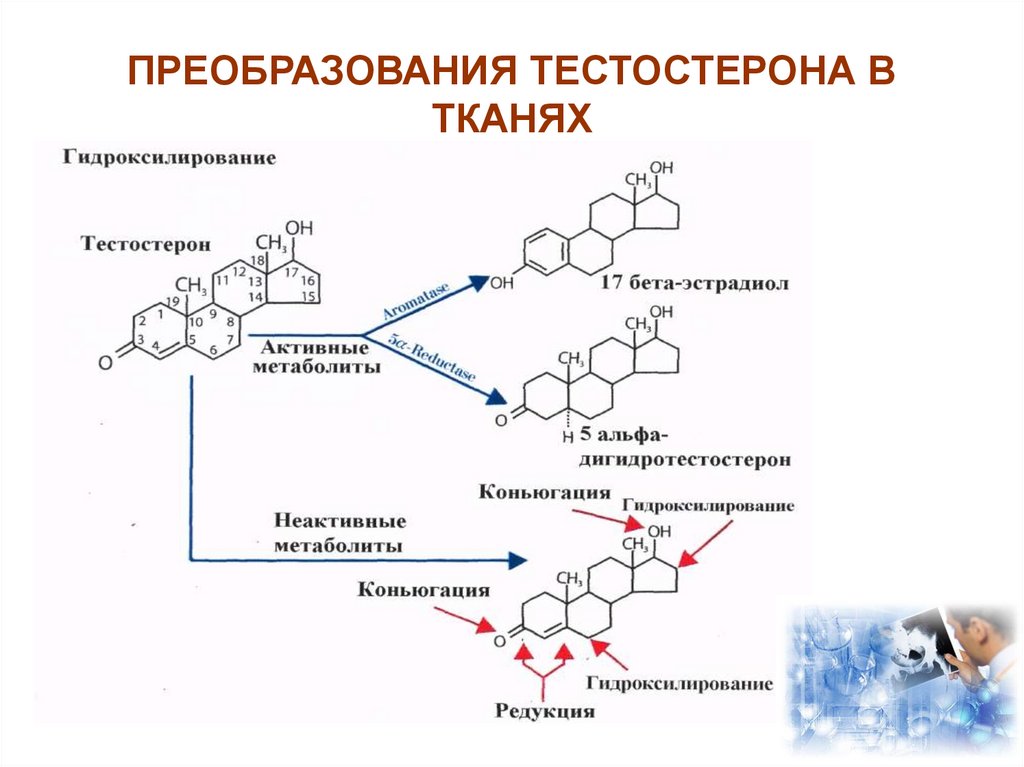 Половые гормоны фото