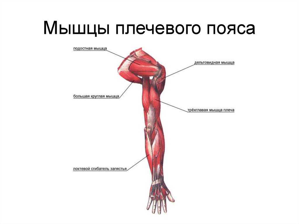 Мышцы плеча и предплечья рисунок с подписями