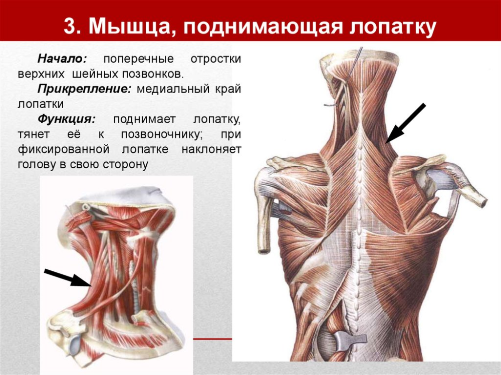 Ромбовидная мышца анатомия картинки спины