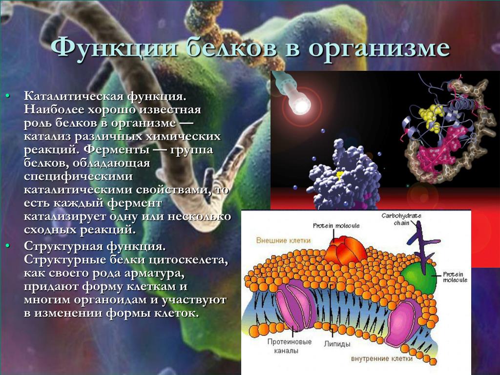 Презентация белки и их роль в организме человека