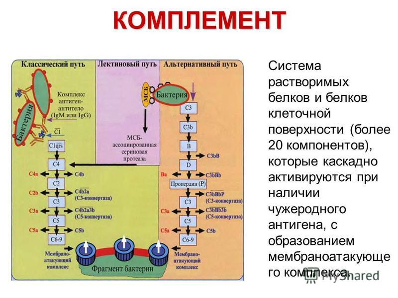 Происхождение белков