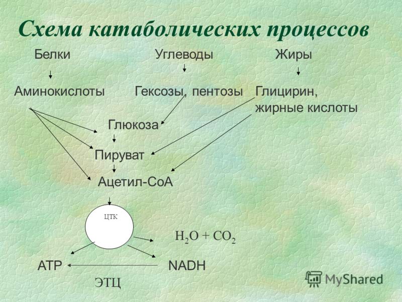 Схема катаболизма основных пищевых веществ