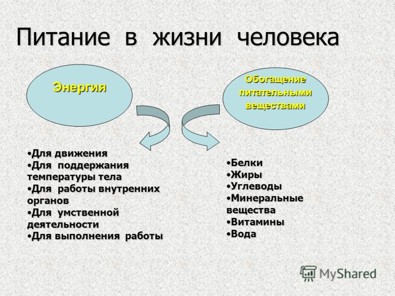 Белки и их значение в питании человека презентация