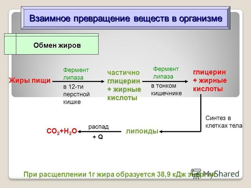 Процесс накопления жира. Превращение жиров в организме. Схема жиров в организме. Схема обмена веществ в организме.