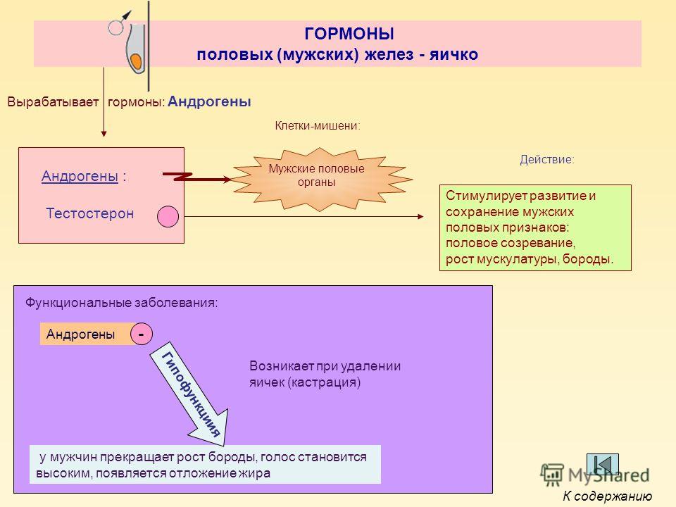 Презентация на тему мужские половые гормоны