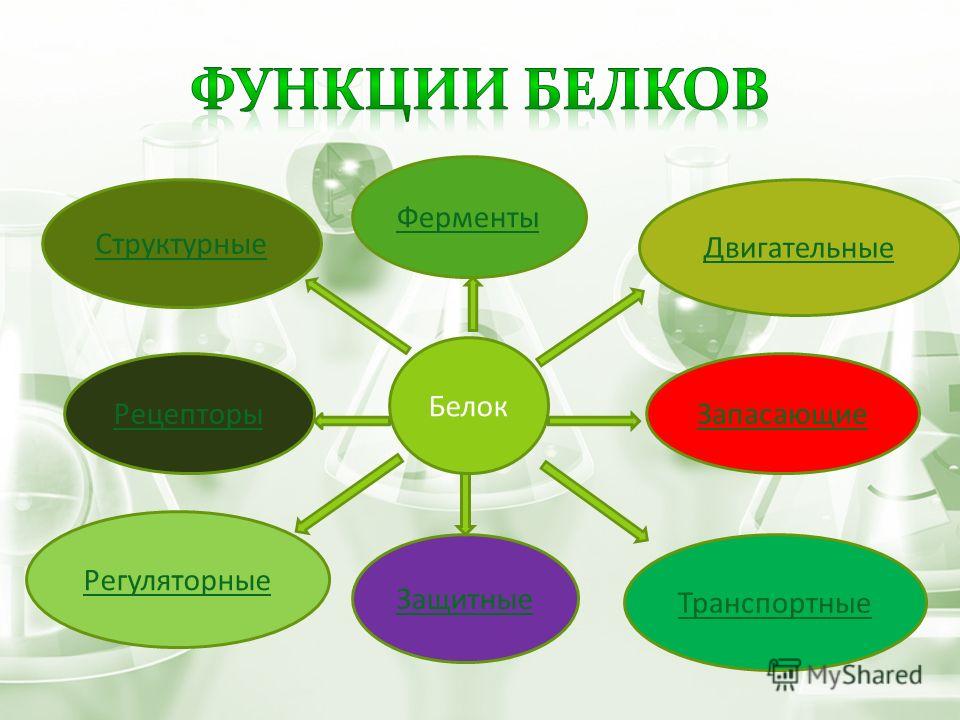 1 функции белков. Функции белков 5 класс биология. Функции белков в организме человека схема. Белки функции. Функции белков схема.