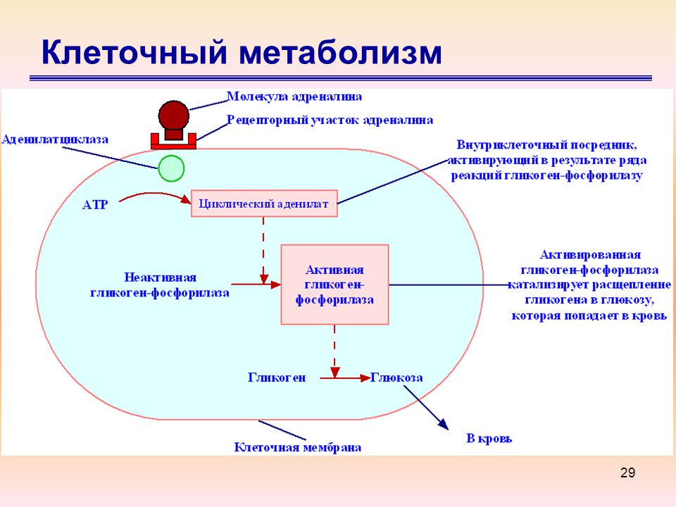 Обменные процессы в организме презентация 8 класс пономарева