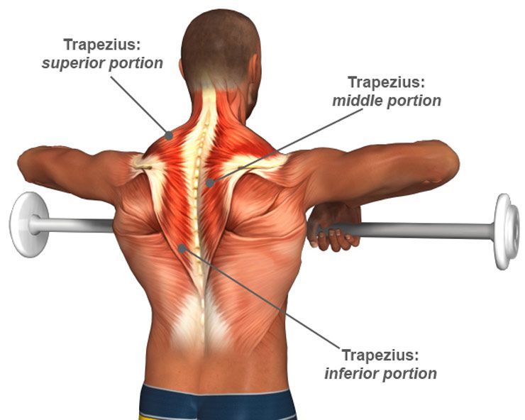 Trapecios musculos ejercicio