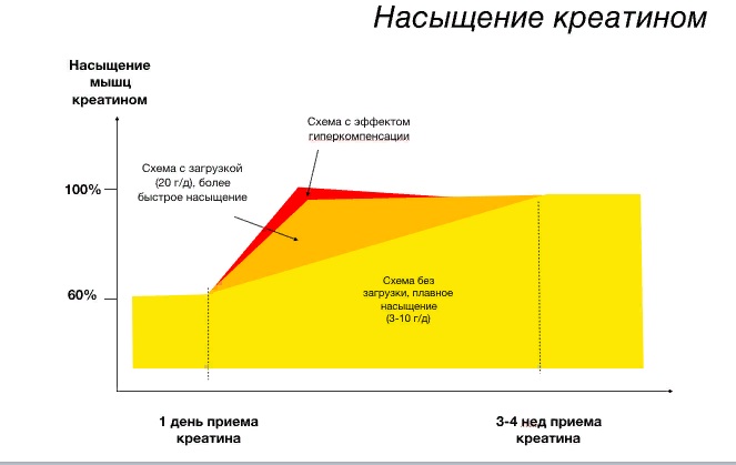 Как принимать креатин схема