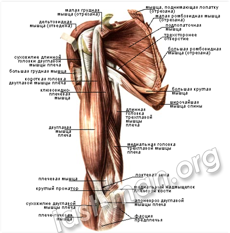 мышцы плеча
