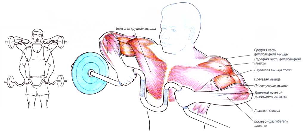 Упражнения с изогнутым грифом. Тяга ez грифа к подбородку. W образный гриф упражнения. Ez образный гриф упражнения. Штанга с кривым грифом упражнения на грудные мышцы.