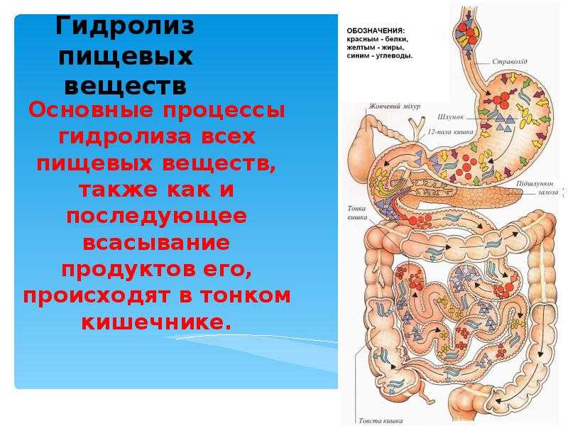 Какой цифрой на рисунке обозначен орган где заканчиваются процессы расщепление пищи ферментами