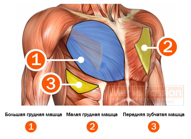 Строение грудных мышц 