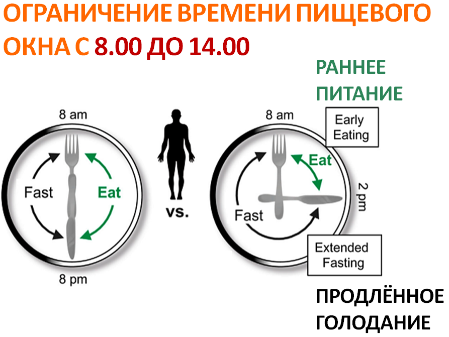 Интервальное голодание 14 8 схема для начинающих женщин