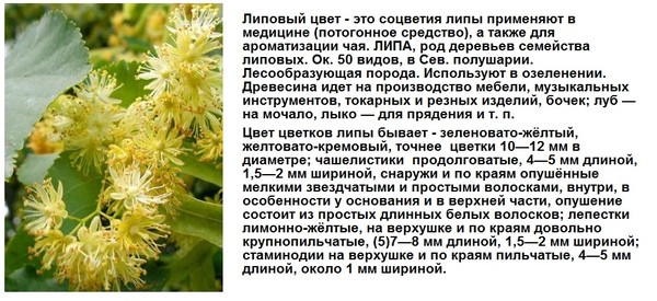 Тип соцветия липы