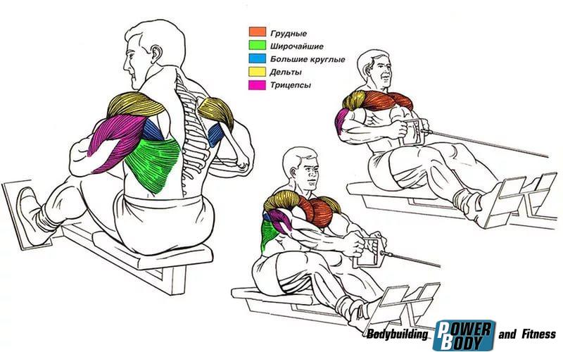 Мышцы, принимающие участие в упражнении