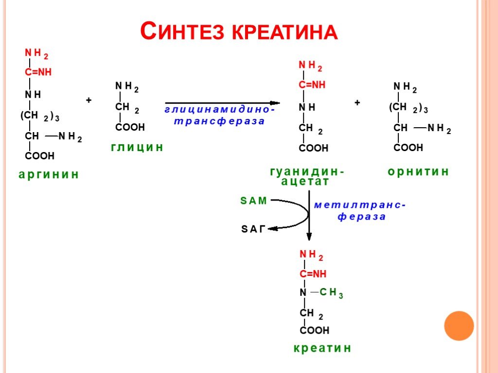 Креатин загрузка схема