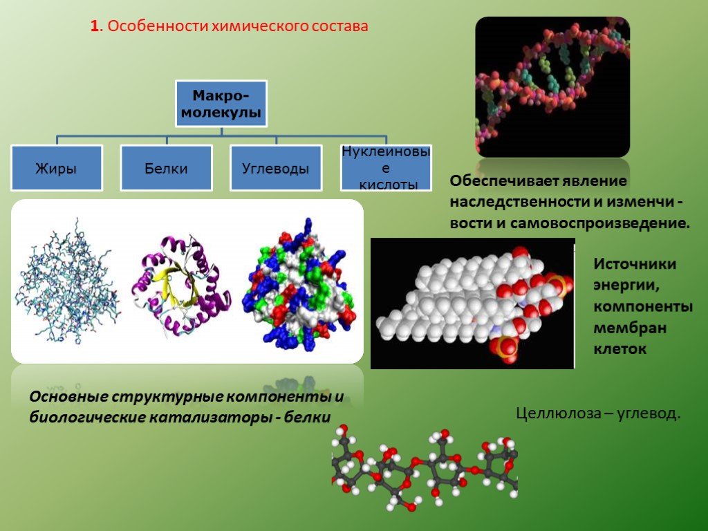 Макроэлемент белка. Основные структурные элементы клеток, биологические катализаторы. Химический состав клетки белки. Особенности химического состава белков. Химический состав клетки белки жиры углеводы.