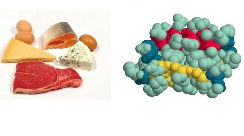 Белки вещества картинки
