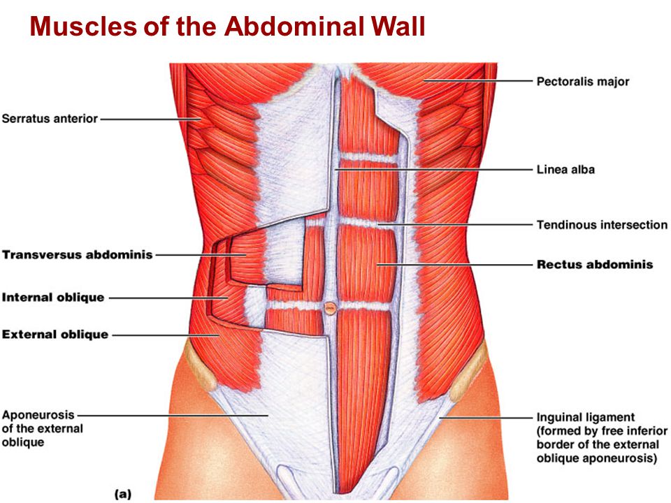Мышцы живота послойно