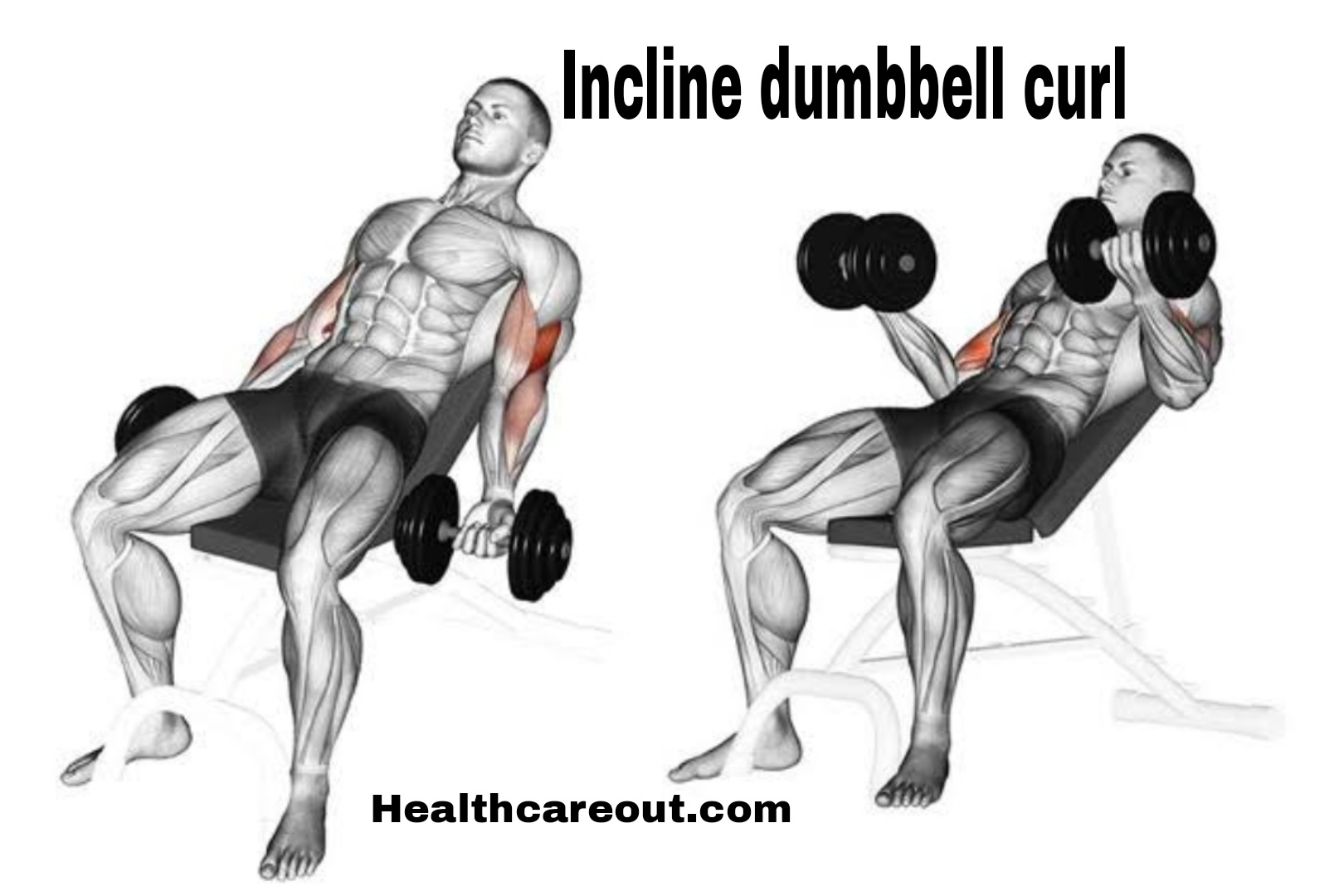 Incline Bench Dumbbell Curl