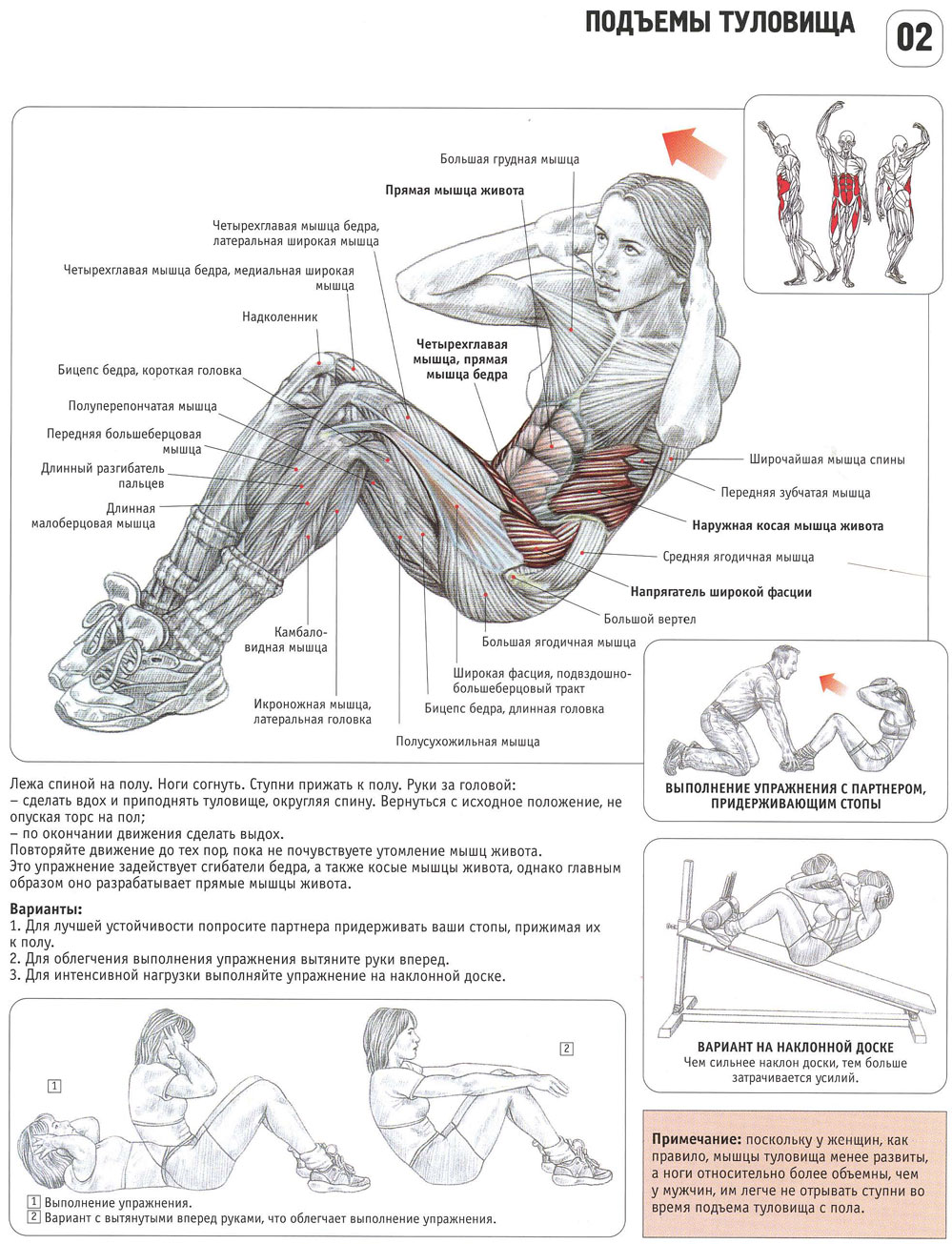 Комплекс упражнений на мышцы пресса с картинками