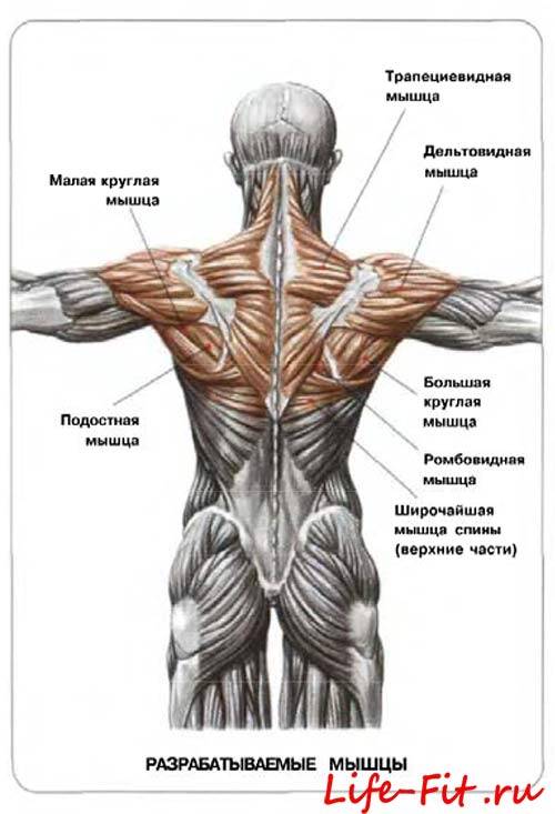 Трапециевидная мышца рисунок