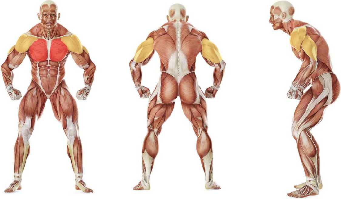 Какие мышцы работают в упражнении Отжимания с поднятыми ногами